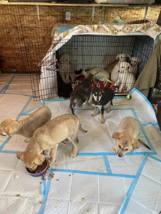 Illustration of the article: After a tip-off, volunteers meet 11 puppies left in the basement (video)