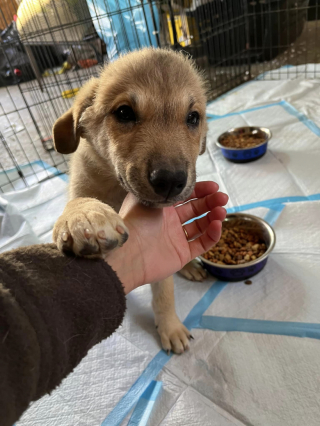 Illustration of the article: After a tip-off, volunteers meet 11 puppies left in the basement (video)