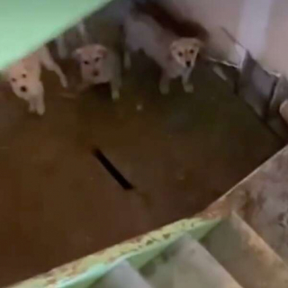 Illustration of the article: After a tip-off, volunteers meet 11 puppies left in the basement (video)