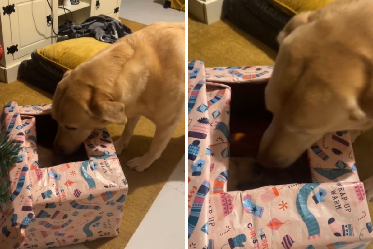 Labrador sniffs new puppy sibling