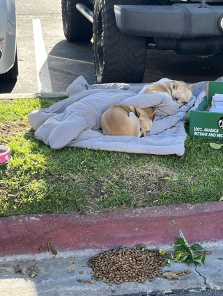 Article illustration: Left on the street with only a blanket and a cardboard box for shelter, 3 small elderly dogs remain united in their distress (video)